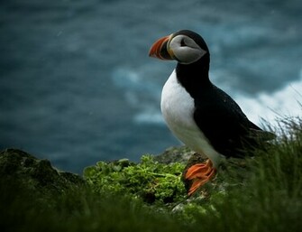 Animal Puffin Wallpaper