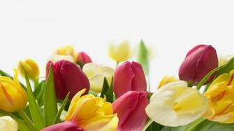 Flowers Wallpaper HD Desktop Hq