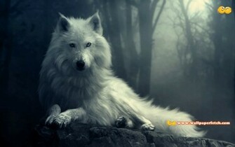 Wallpaper Amity HD Animal