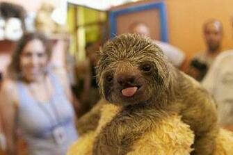 Cute Funny Animalz Sloth New Nice Image And Wallpaper