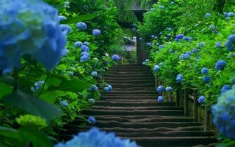 Hydrangea HD Wallpaper Desktop