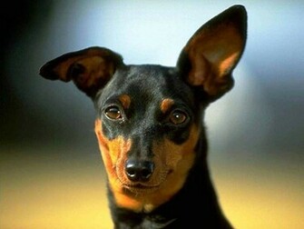 Miniature Pinscher Wallpaper