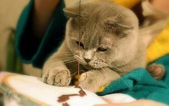 Cute Kitty Sewing Wallpaper Myspace Background