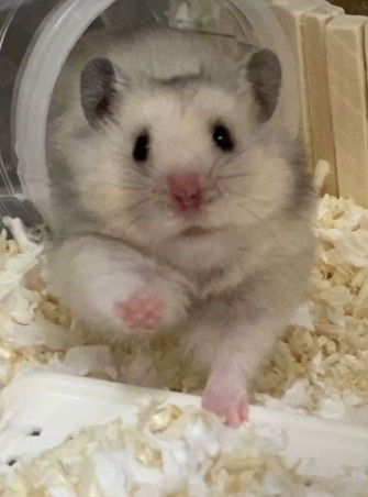 Hamster Love Heart Melting Photos Of These Tiny Pets Animal