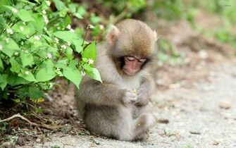 Monkey Wallpaper Animal