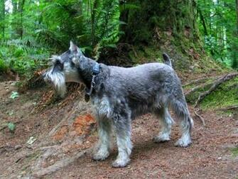 Miniature Schnauzer Desktop Wallpaper