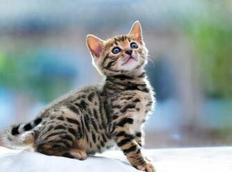 Bengal Cat Wallpaper