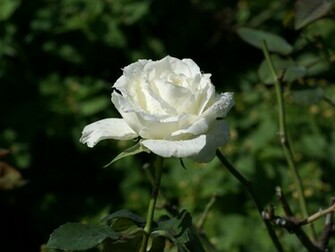 White Roses Background Image