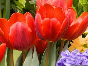 Desktop Wallpaper Flowers Gardens Background Tulips Red