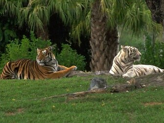 White Bengal Tiger Wallpaper HD In Animals Imageci