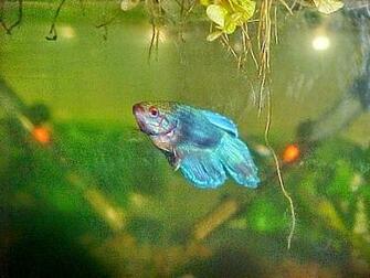 Betta Fish Photos Wallpaper The Fun Bank