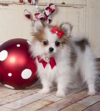 Cute Puppies HD Wallpaper 2u