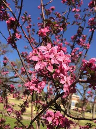 At Twu Denton Texas Spring Landscape Scenery
