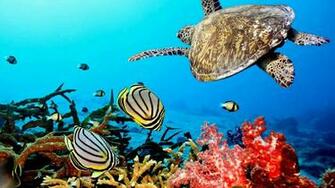 High Resolution Colorful Nature Coral Reef Wallpaper HD
