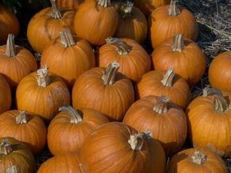 Small Pumpkins Wallpaper From Our Autumn Image Of Fall