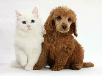 Yorkie Poodle Wallpaper World