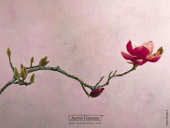 Anne Geddes Baby Wallpaper Prints Desktop