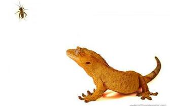 Crested Gecko Wallpaper