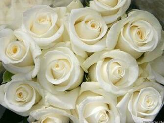 White Roses