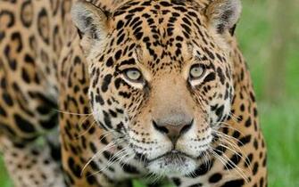 Jaguar Computer Wallpaper Desktop Background Id