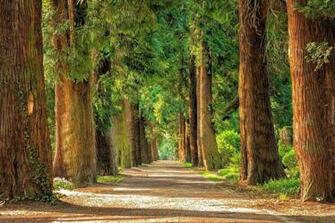 Street Lined With Sequoia Trees HD Wallpaper Background Image
