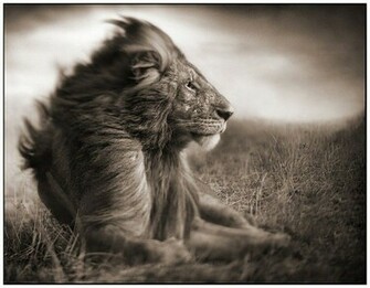 Black And White Animal 3d Wallpaper