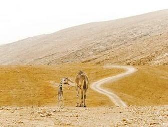 Israel Landscape Movdata
