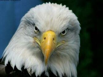 American Bald Eagle Wallpaper Apps Directories