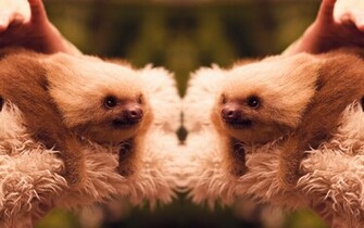 Baby Sloth Wallpaper Pictures
