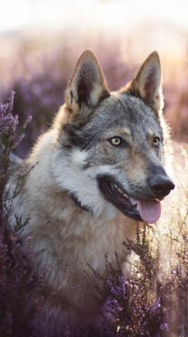 Jade Rabbit On Doggy Wolf Dog Spirit Animal