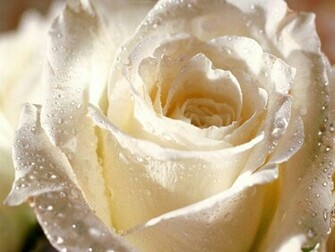 Flowers Pictures Wallpaper Red Roses