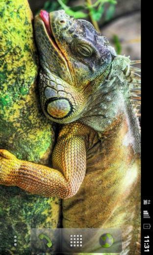 Animal Wallpaper Screenshot