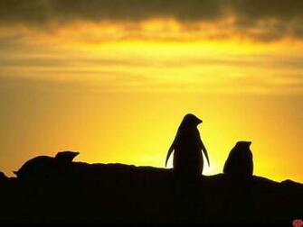 Penguin Sunset Screensaver Screensavers