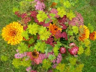 Cottage Garden Style Flowers That Are Unsprayed Locally