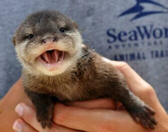 Otter Baby Animal Sea World