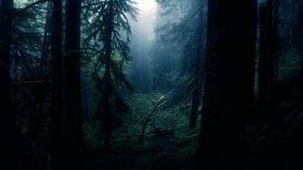 Black Forest Wallpaper