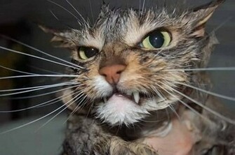 Funny Angry Cats Desktop Wallpaper
