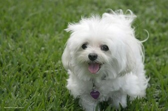 Pictures Cute White Puppy Picture Maltose Wallpaper