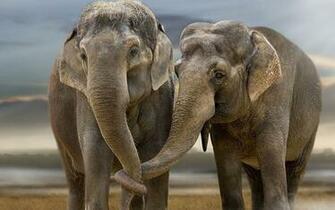 Elephants Wallpaper World Top Best HD Desktop