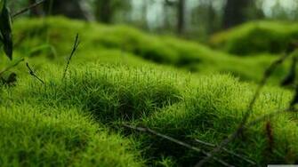 Moss Macro 4k HD Desktop Wallpaper For Ultra Tv Wide