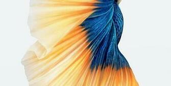 iPhone 6s Fish Gold Wallpaper Magyar K Z Ss G