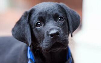 Black Labrador Wallpaper