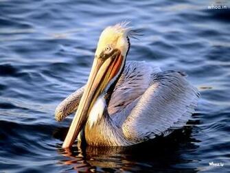 HD Cute Lions Wallpaper Wallpapern Pelican