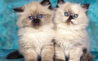 Cute Kitten Kittens Wallpaper