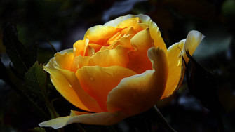 Top Black Aesthetic Rose Wallpaper Full HD 4k To Use