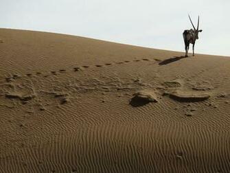HD Wallpaper Desert Oryx Spit Bock Namibia Antelope Africa