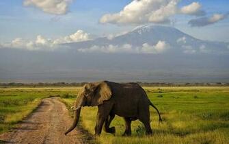 Animal Elephants Wallpaper HD Elephant Macewan University