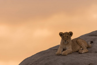 Top Baby Lion Wallpaper Full HD 4k To Use