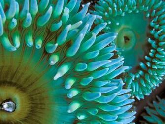 Hq Sea Anemone Wallpaper