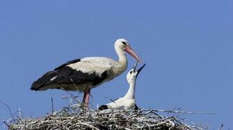 Stork Wallpaper